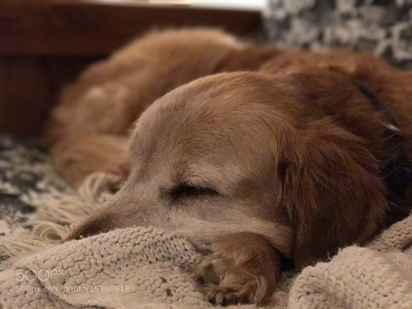 Apple iPhone 7 Plus sample photo. Golden retriever sleeping photography