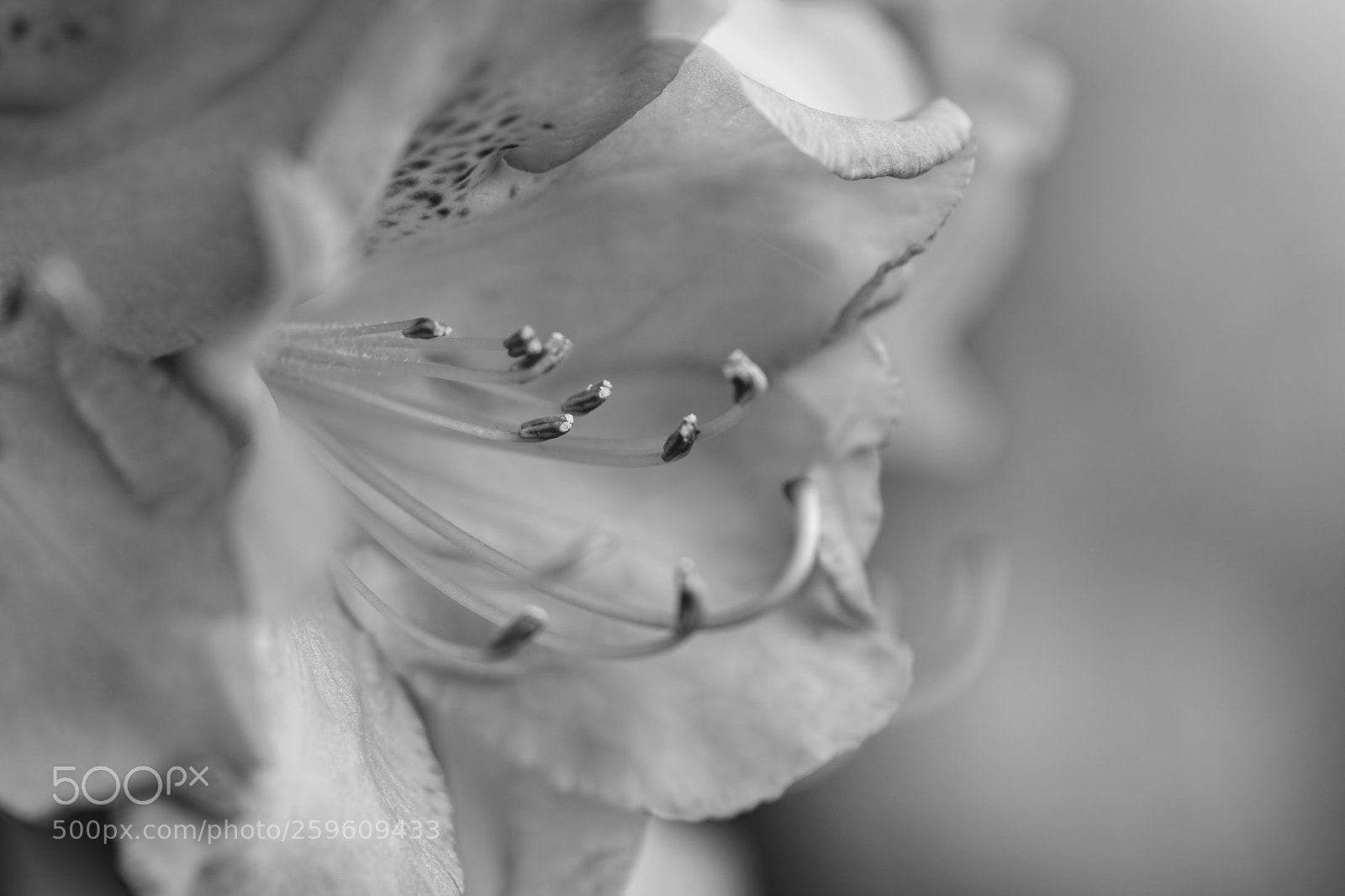 Nikon D7200 sample photo. Rhododendron photography