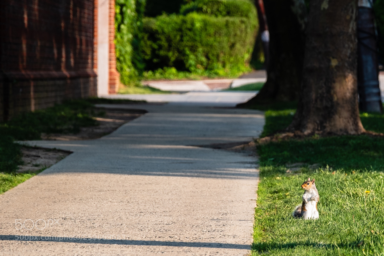 Fujifilm X-E3 sample photo. A squirrel. photography