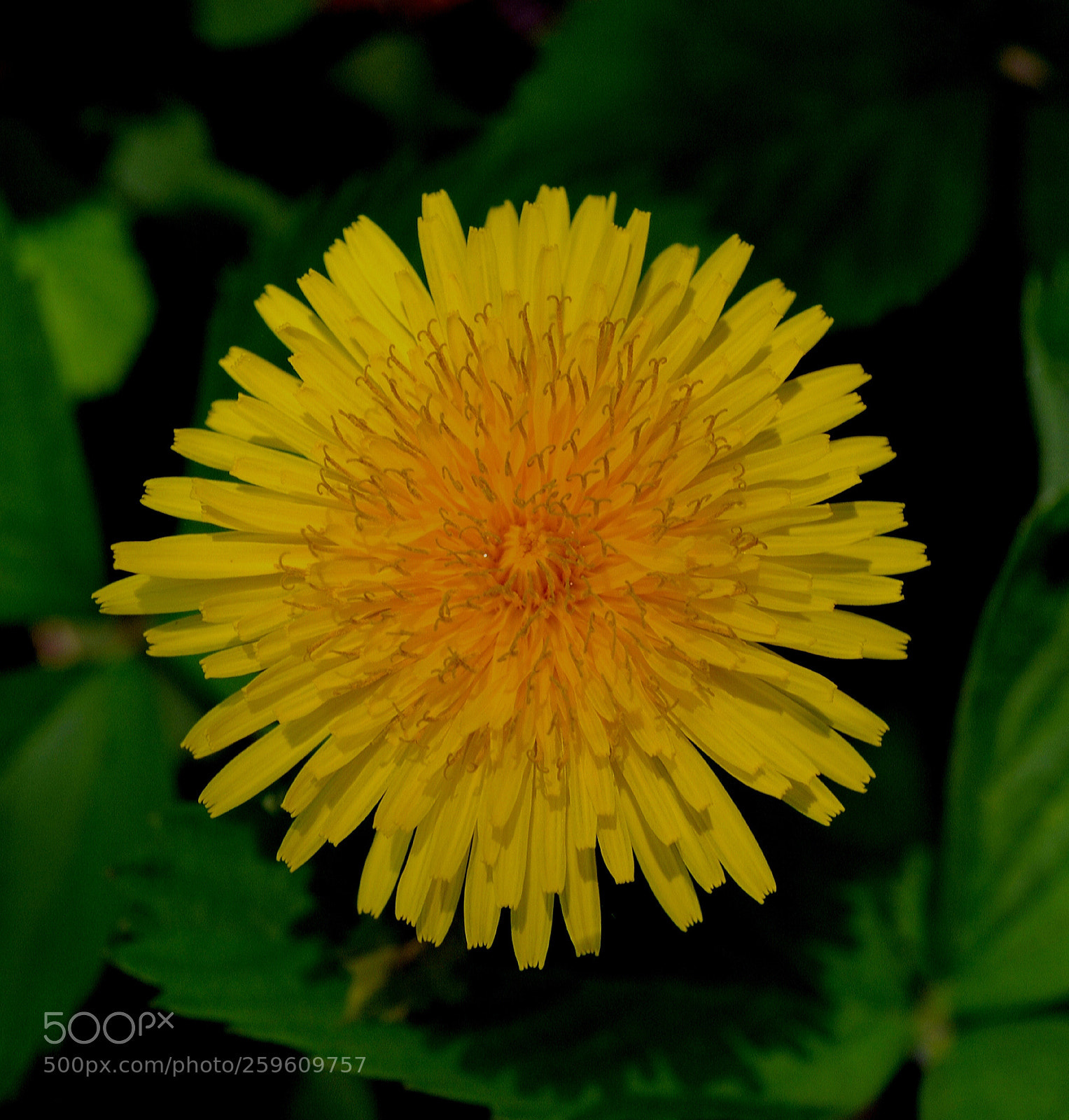 Nikon D3100 sample photo. Perfect dandelion close up photography
