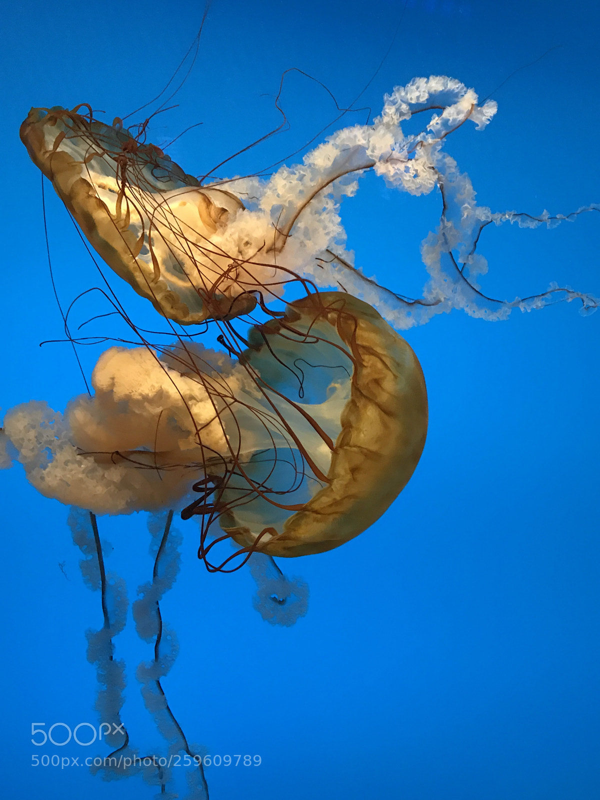 Apple iPhone 7 Plus sample photo. Gorgeous jellyfish photography