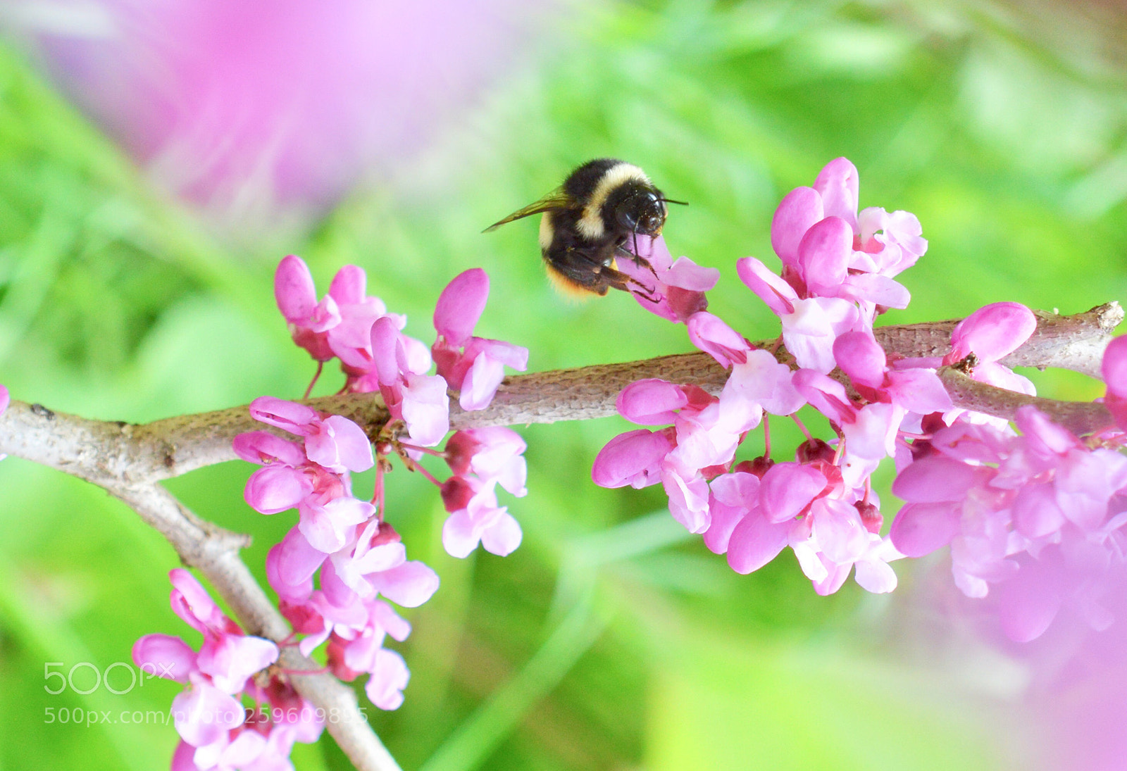 Nikon D3200 sample photo. Bee ...boone ? photography