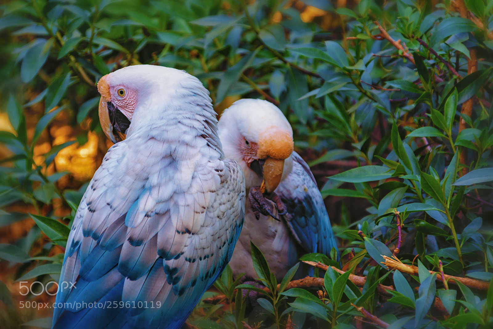 Nikon D7200 sample photo. Guacamayo photography