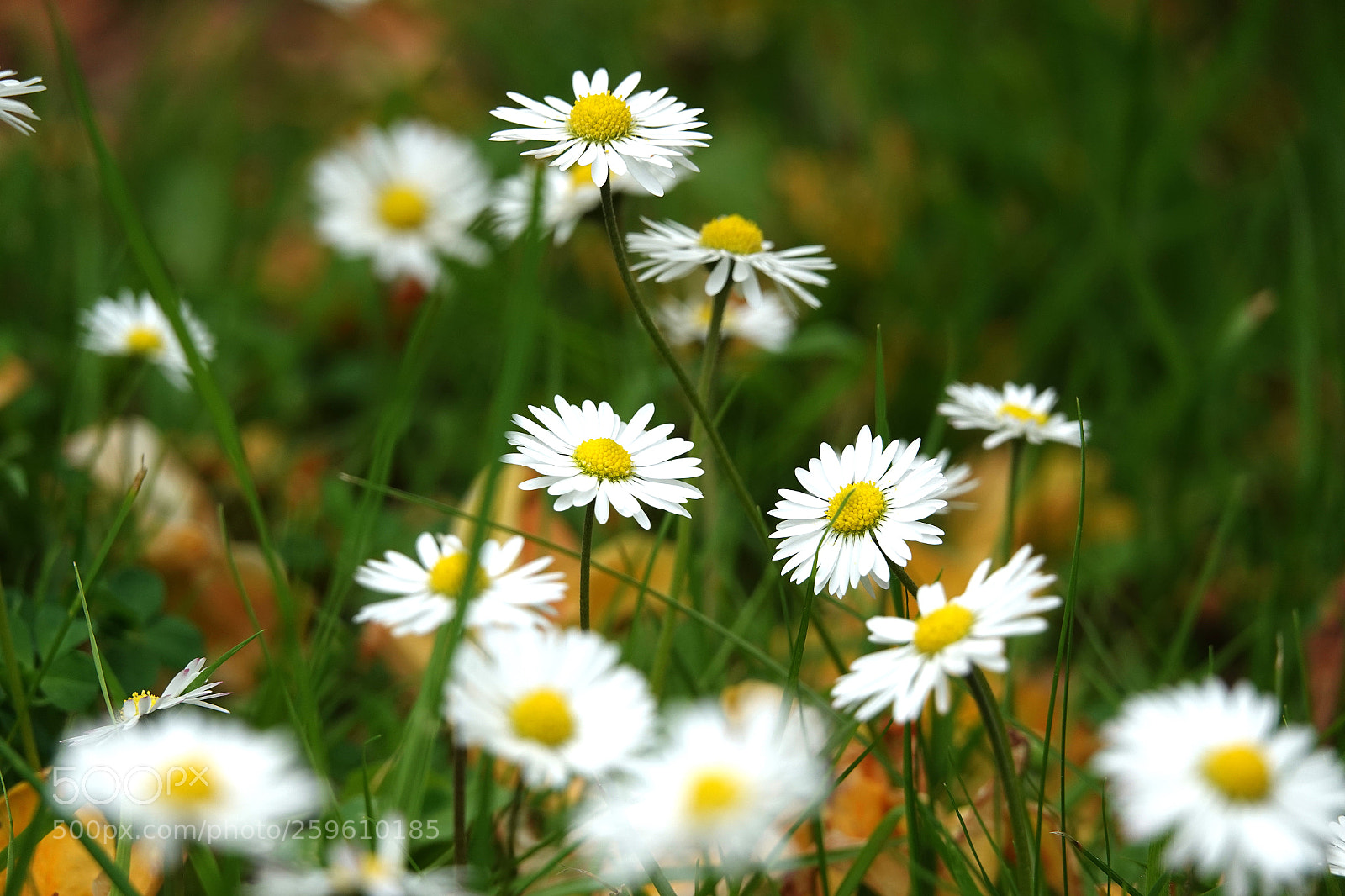 Sony Cyber-shot DSC-RX10 IV sample photo. Daisies dance photography