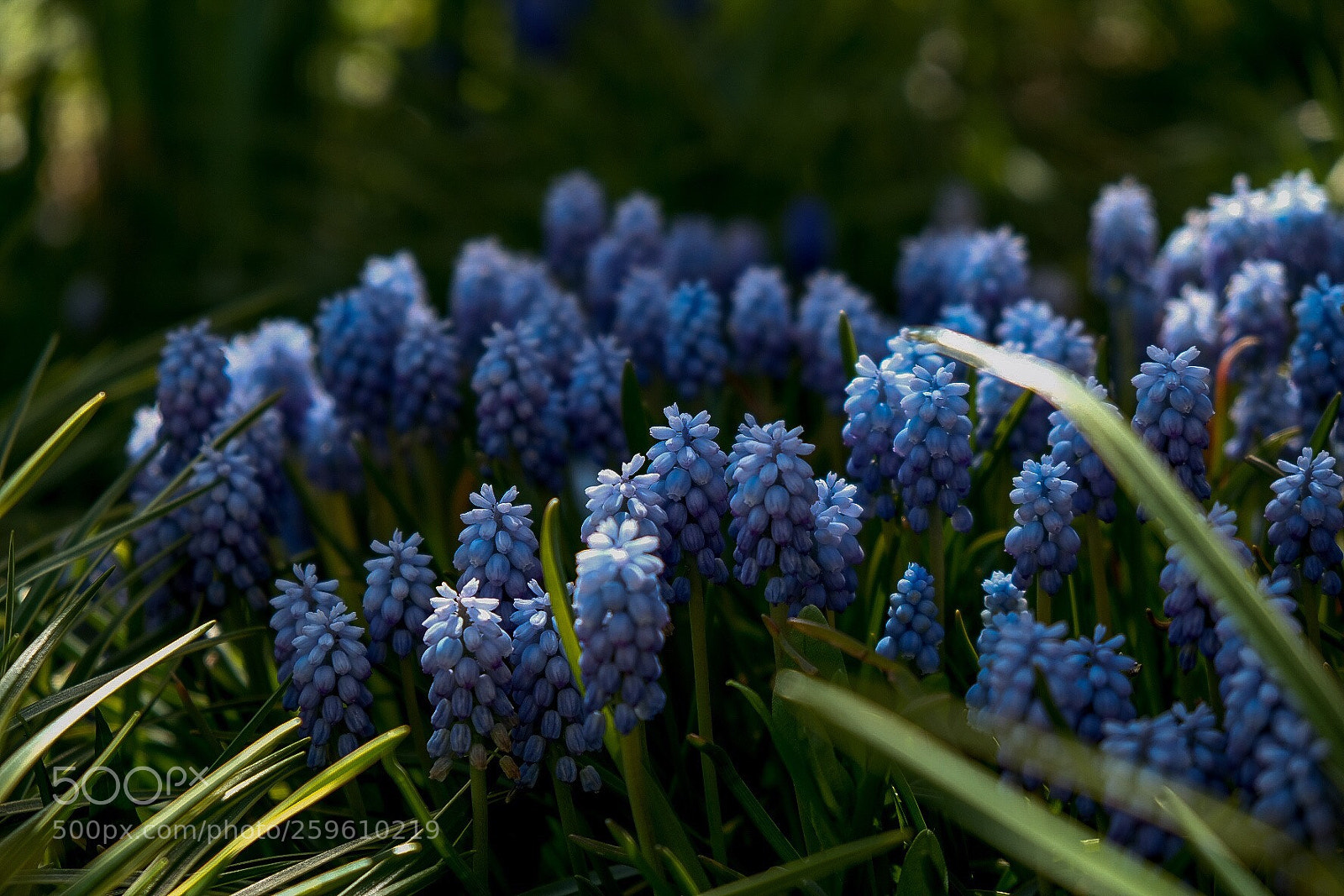 Fujifilm X-H1 sample photo. Flowers, botanic garden, steamboat photography