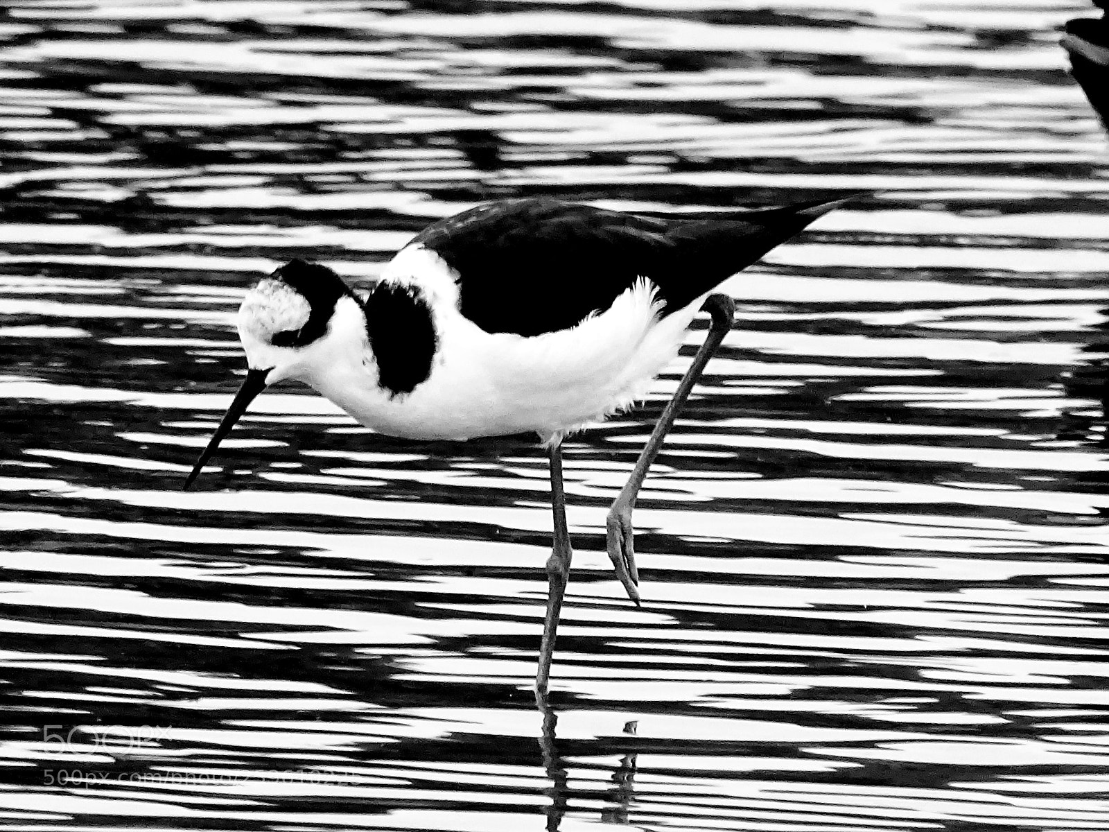 Sony Cyber-shot DSC-HX400V sample photo. Aves - algarrobo photography
