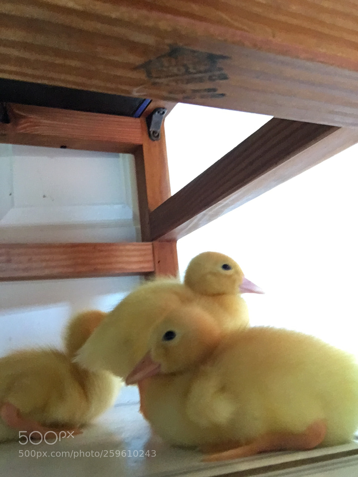 Apple iPhone 6s sample photo. Baby ducklings  photography
