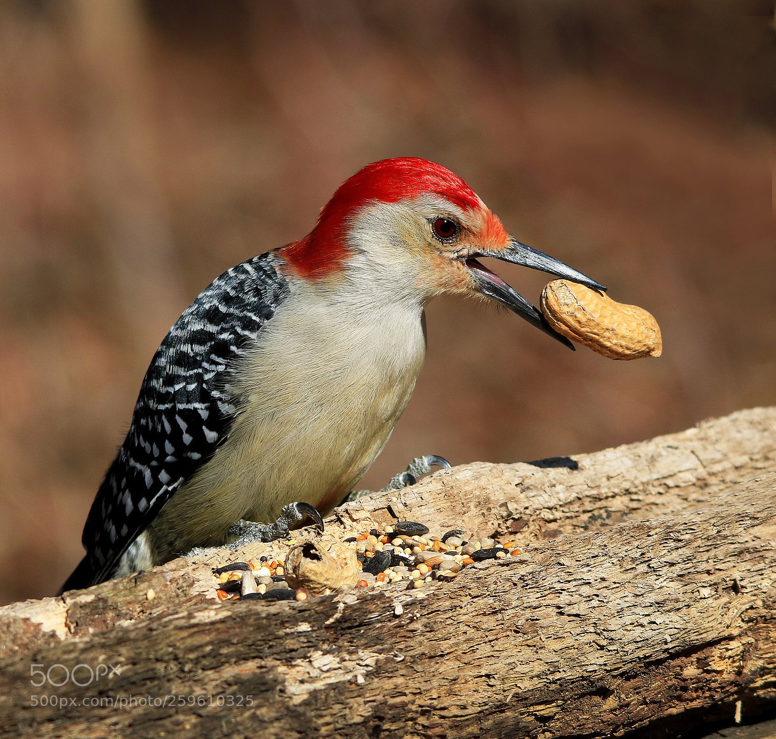 Canon EOS 750D (EOS Rebel T6i / EOS Kiss X8i) sample photo. Red bellied woodpecker photography