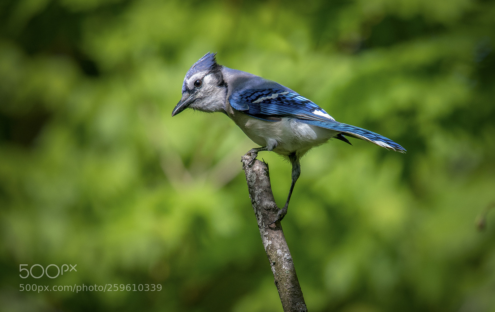 Nikon D500 sample photo. Blue jay photography