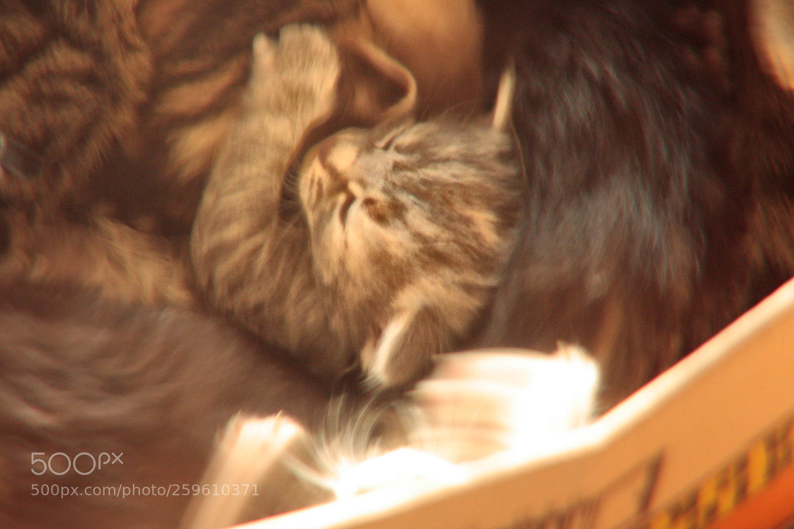 Canon EOS 450D (EOS Rebel XSi / EOS Kiss X2) sample photo. Tabby kitten sleeping photography
