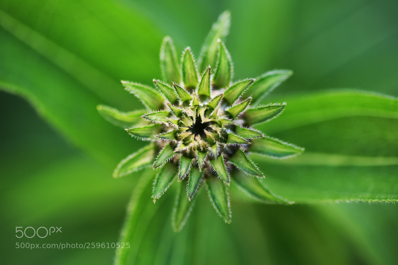 Nikon D810 sample photo. Bud photography