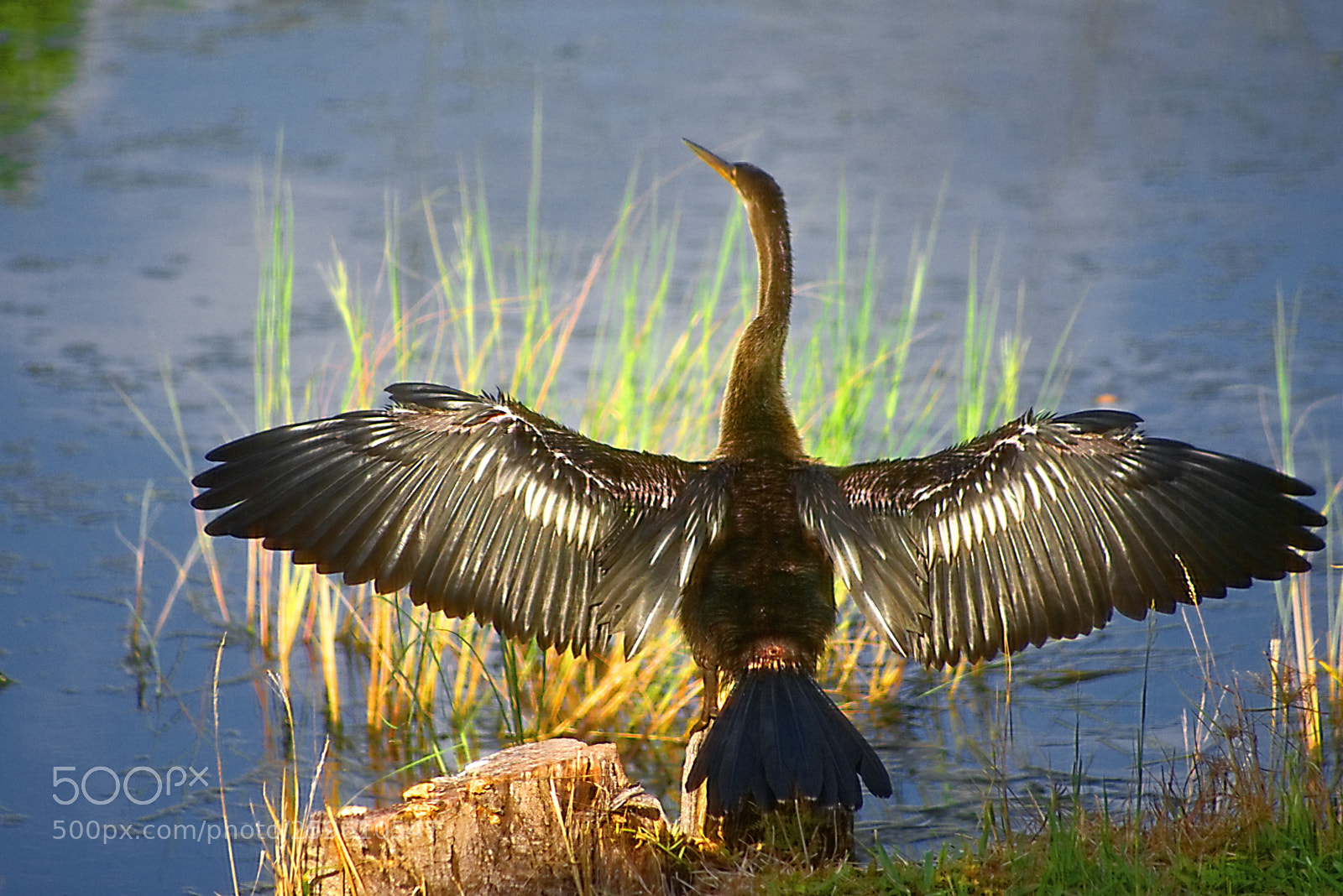 Nikon D7200 sample photo. Gold wings photography
