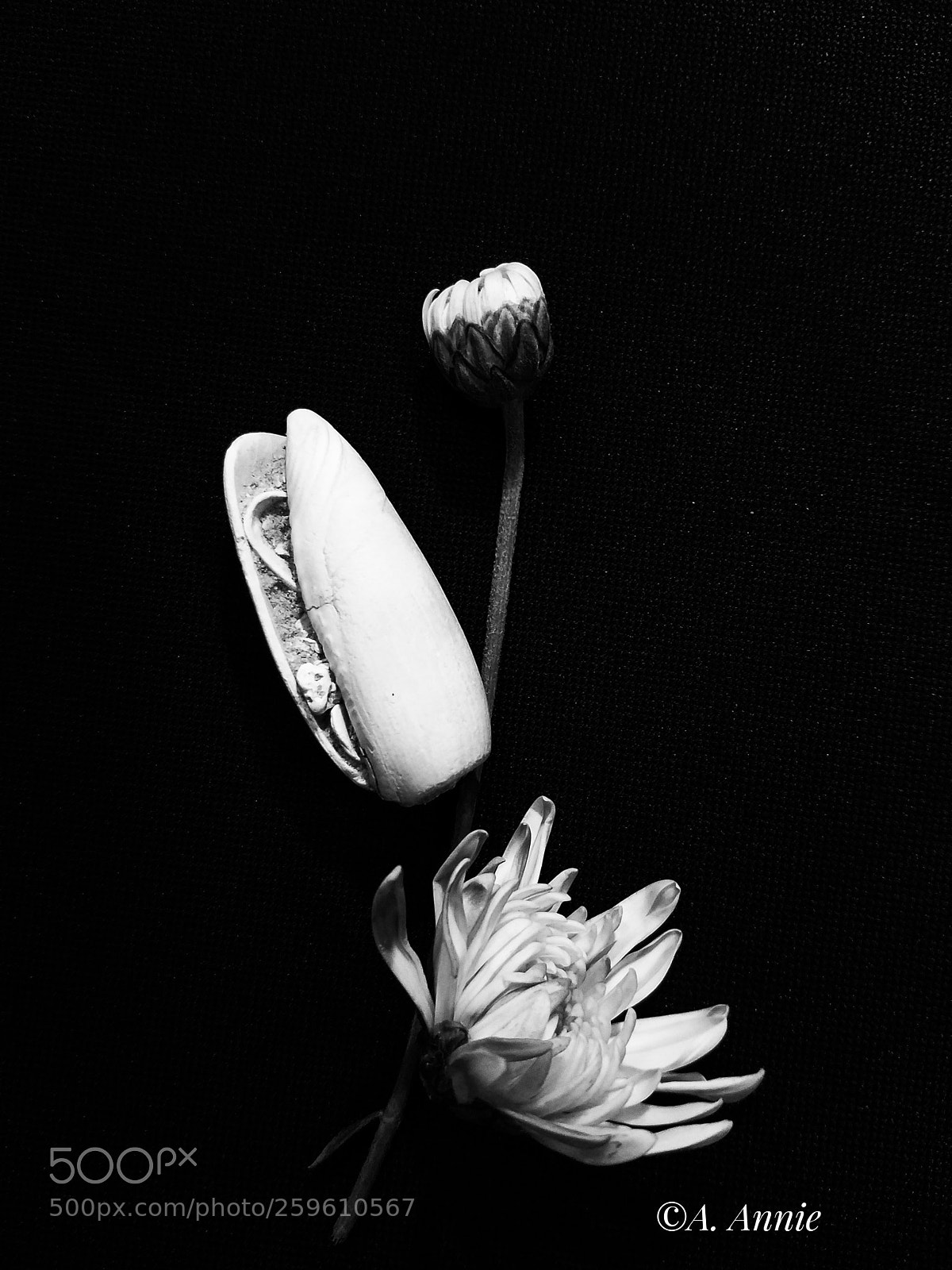 Samsung Galaxy S7 sample photo. Le fleurs photography