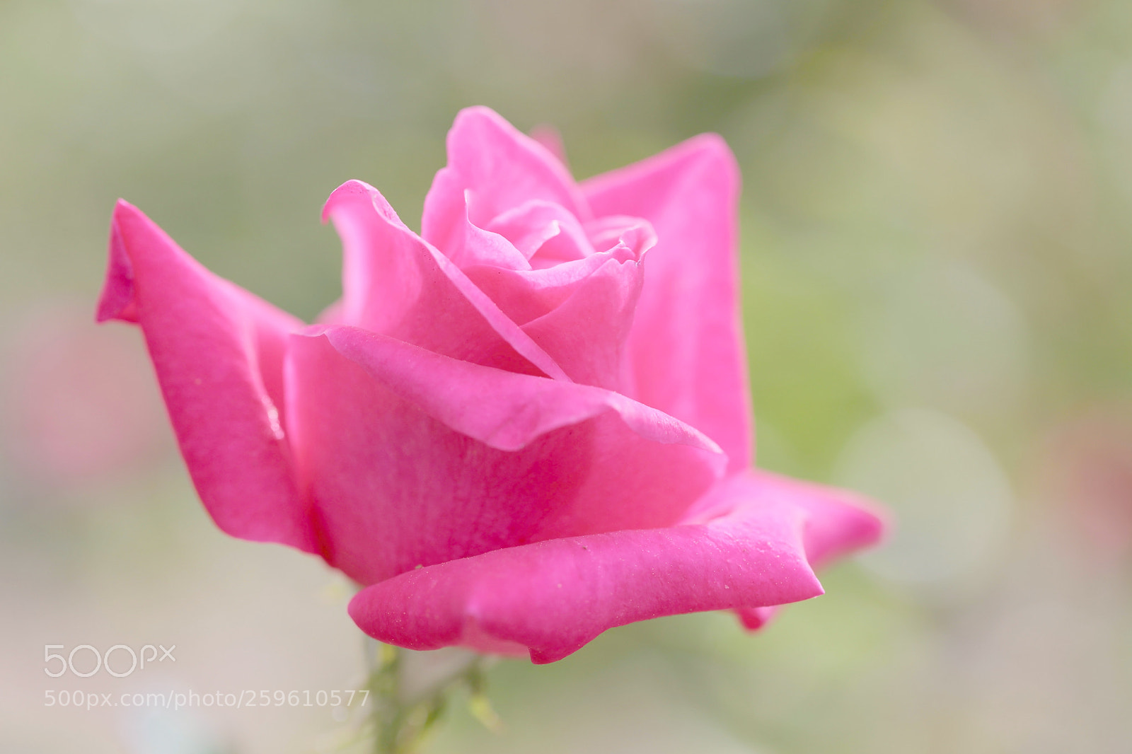 Canon EOS 5DS sample photo. Have a roseful day photography