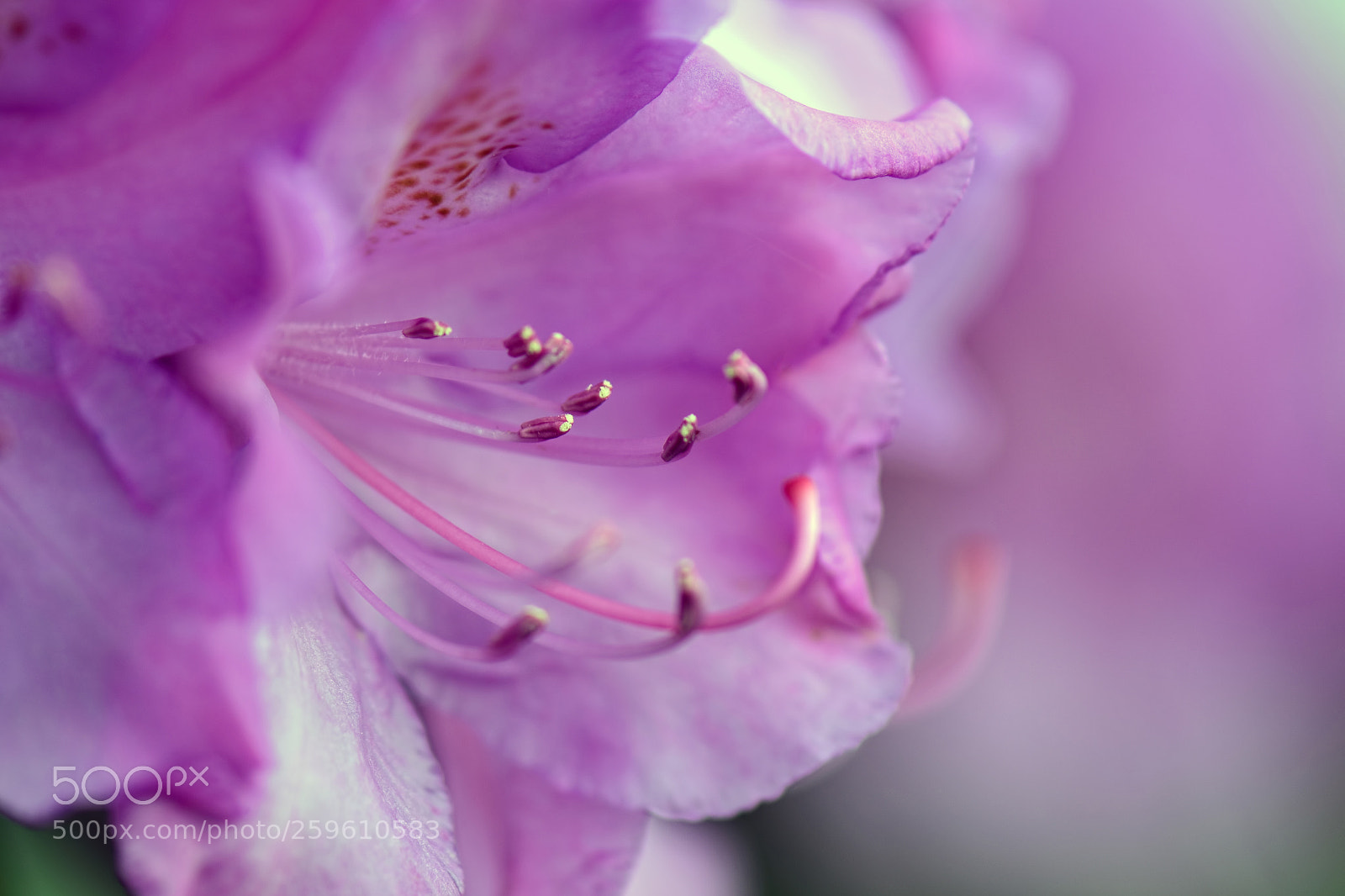 Nikon D7200 sample photo. Pink rhododendron photography