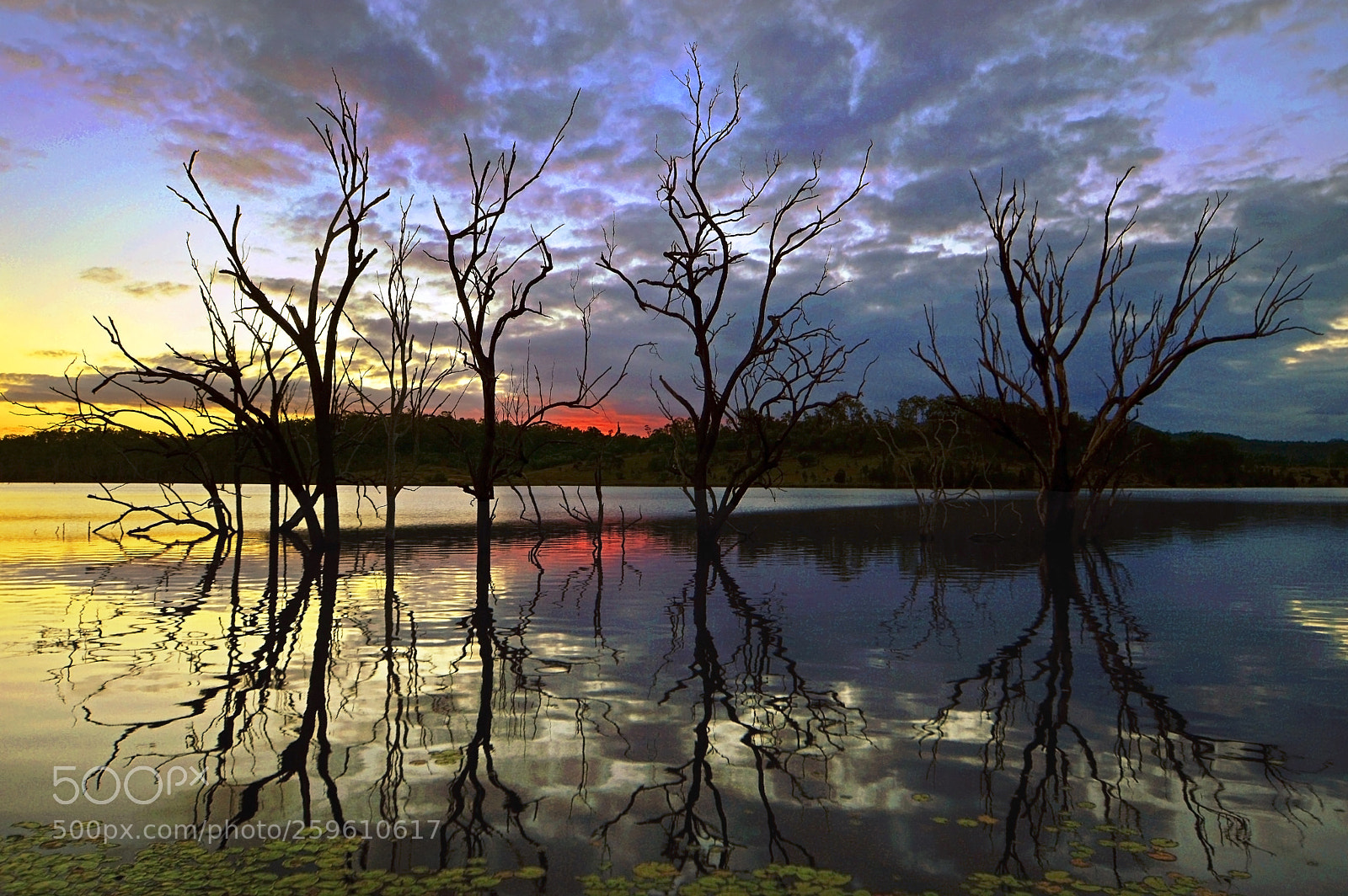 Nikon D3200 sample photo. Tree reflections photography