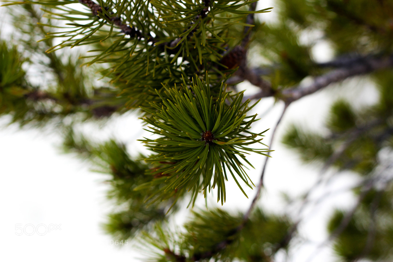 Canon EOS 600D (Rebel EOS T3i / EOS Kiss X5) sample photo. Colorado, usa photography