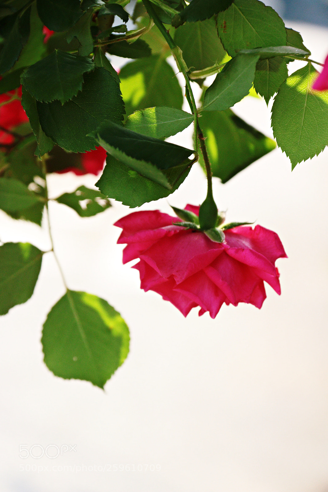 Canon EOS 750D (EOS Rebel T6i / EOS Kiss X8i) sample photo. Img photography