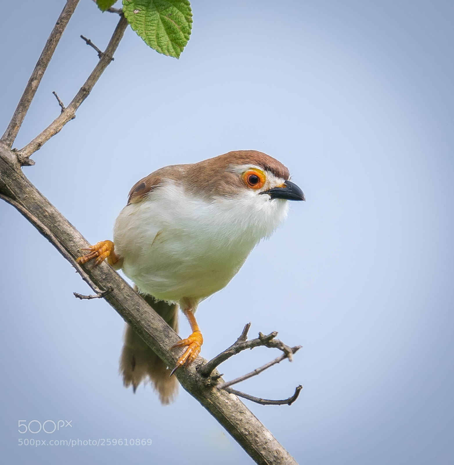 Nikon D5300 sample photo. Yellow eyed babbler photography
