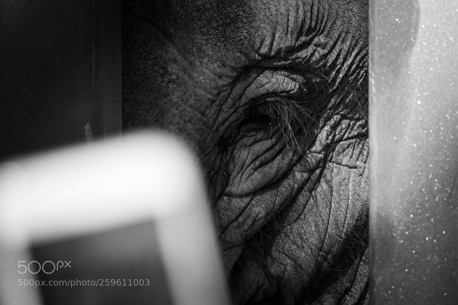 Nikon D7200 sample photo. Melbourne zoo - elephant photography