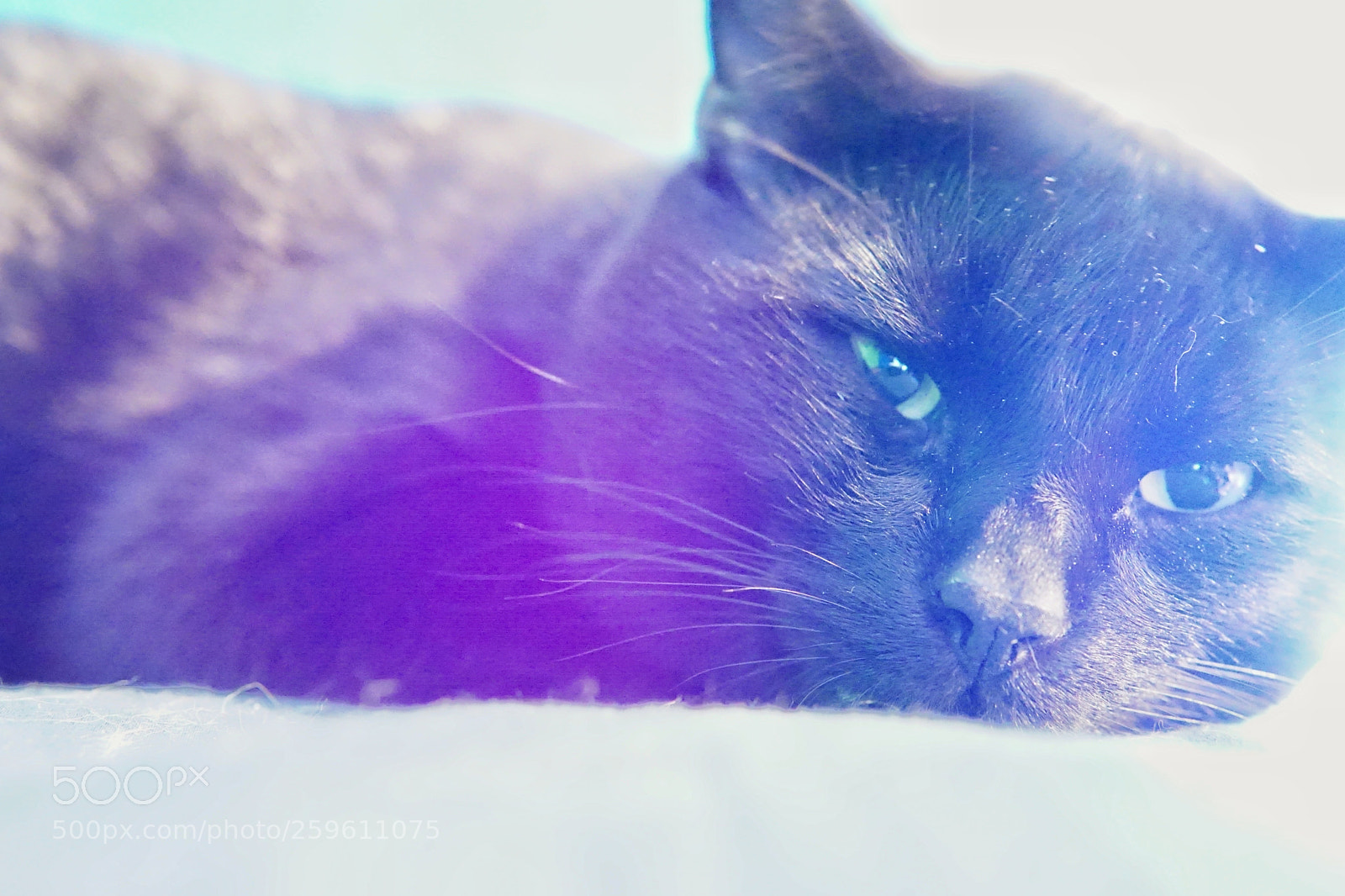 Sony a6000 sample photo. Glow kitty photography