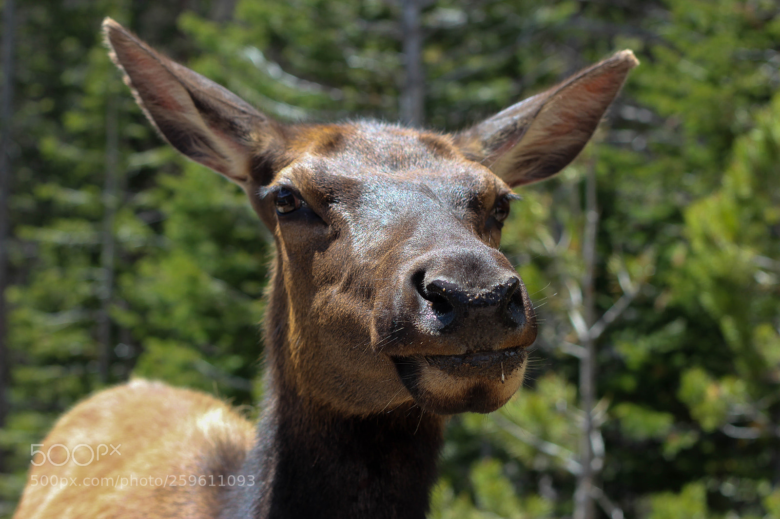 Canon EOS 600D (Rebel EOS T3i / EOS Kiss X5) sample photo. Colorado, usa photography