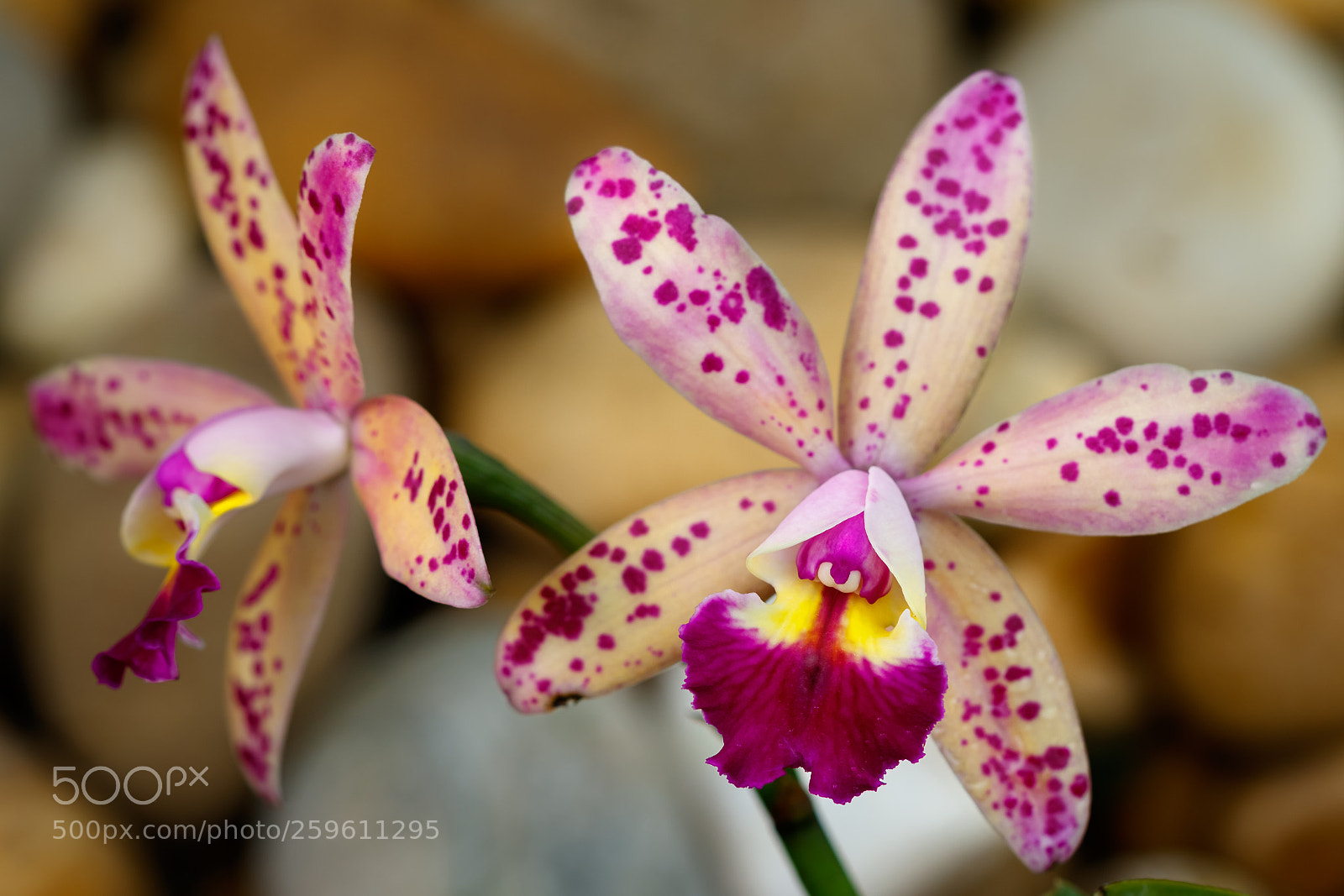 Canon EOS 7D Mark II sample photo. Imperfect photography