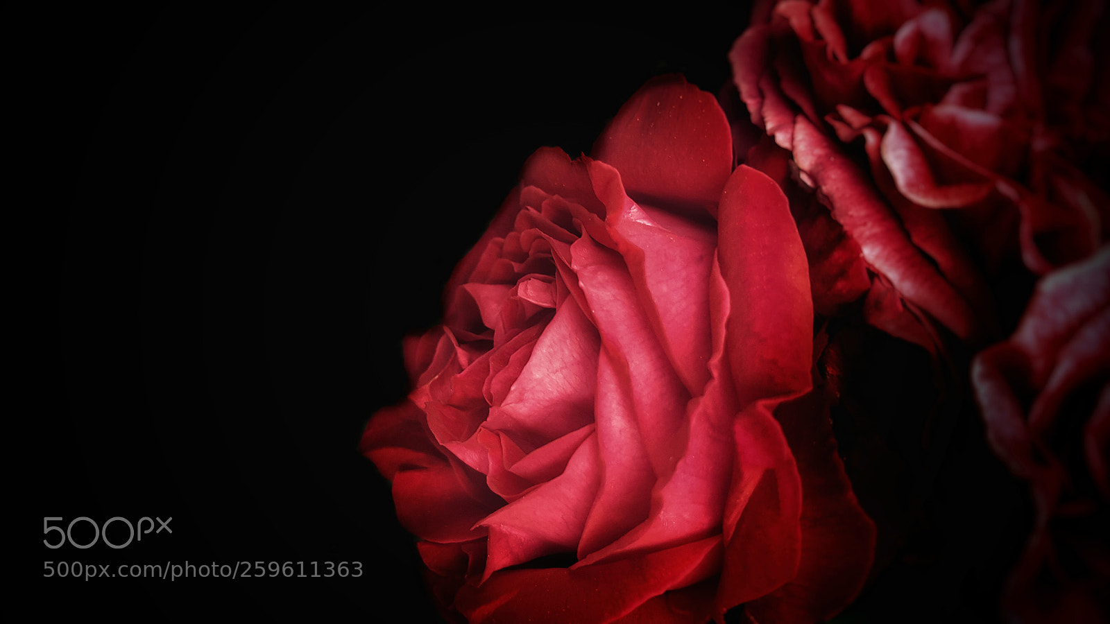 Samsung Galaxy Note5 sample photo. Red rose photography