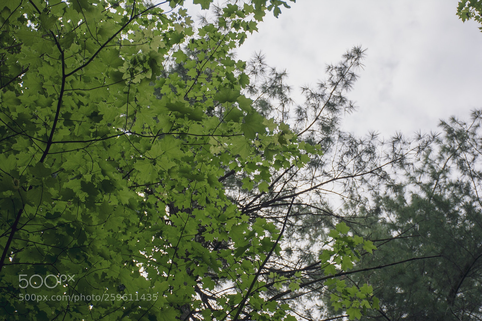 Nikon D7100 sample photo. Untitled photography