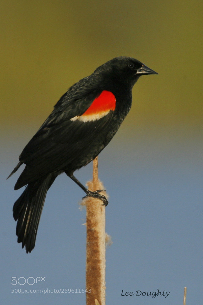 Canon EOS-1D Mark II N sample photo. Red winged blackbird photography