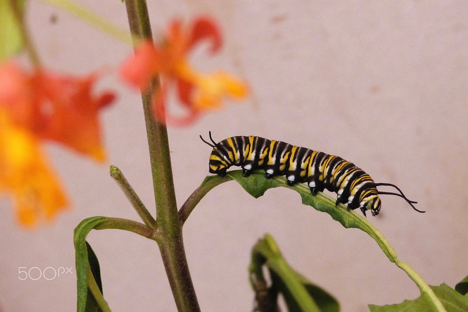 Panasonic Lumix DMC-FZ47 (Lumix DMC-FZ48) sample photo. Monarch caterpillar photography