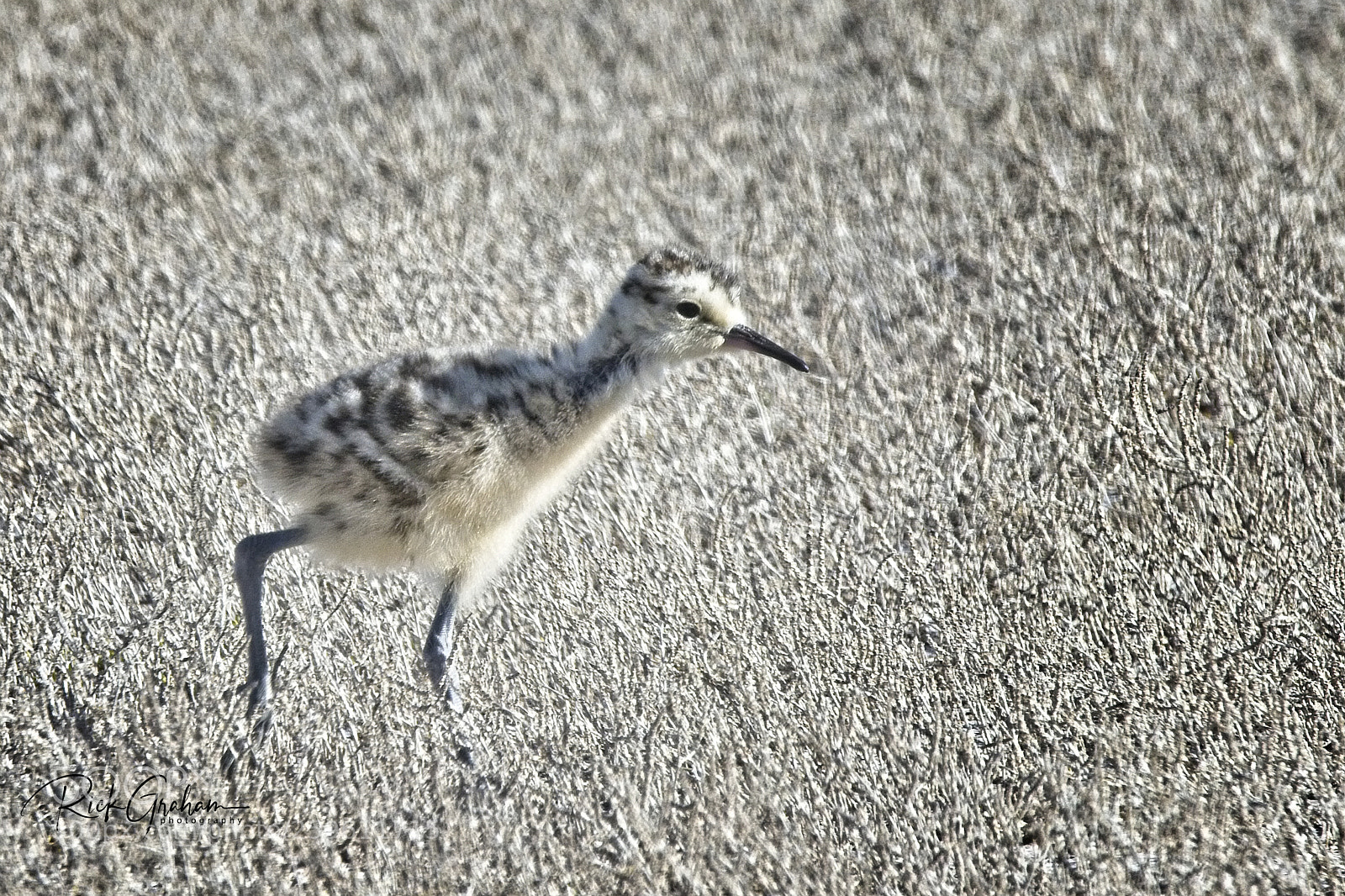 Canon EOS 80D sample photo. Young long-billed curlew photography