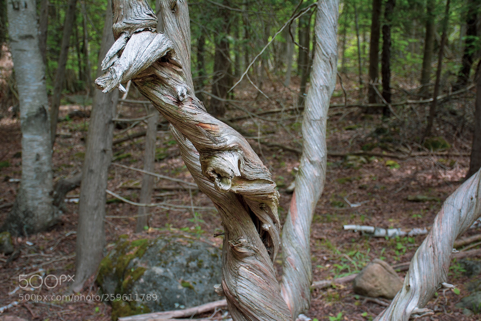 Nikon D7100 sample photo. Untitled photography
