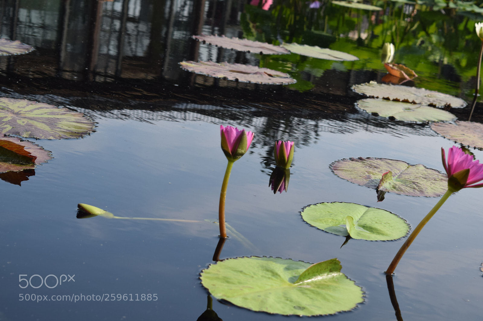 Nikon D3300 sample photo. Dsc photography
