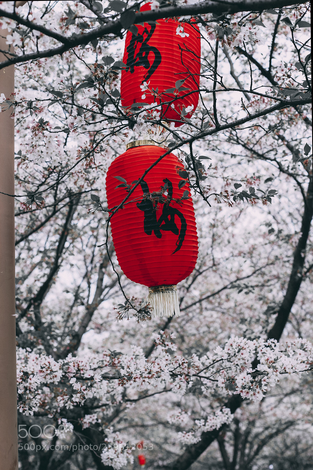 Canon EOS 6D Mark II sample photo. 樱 photography