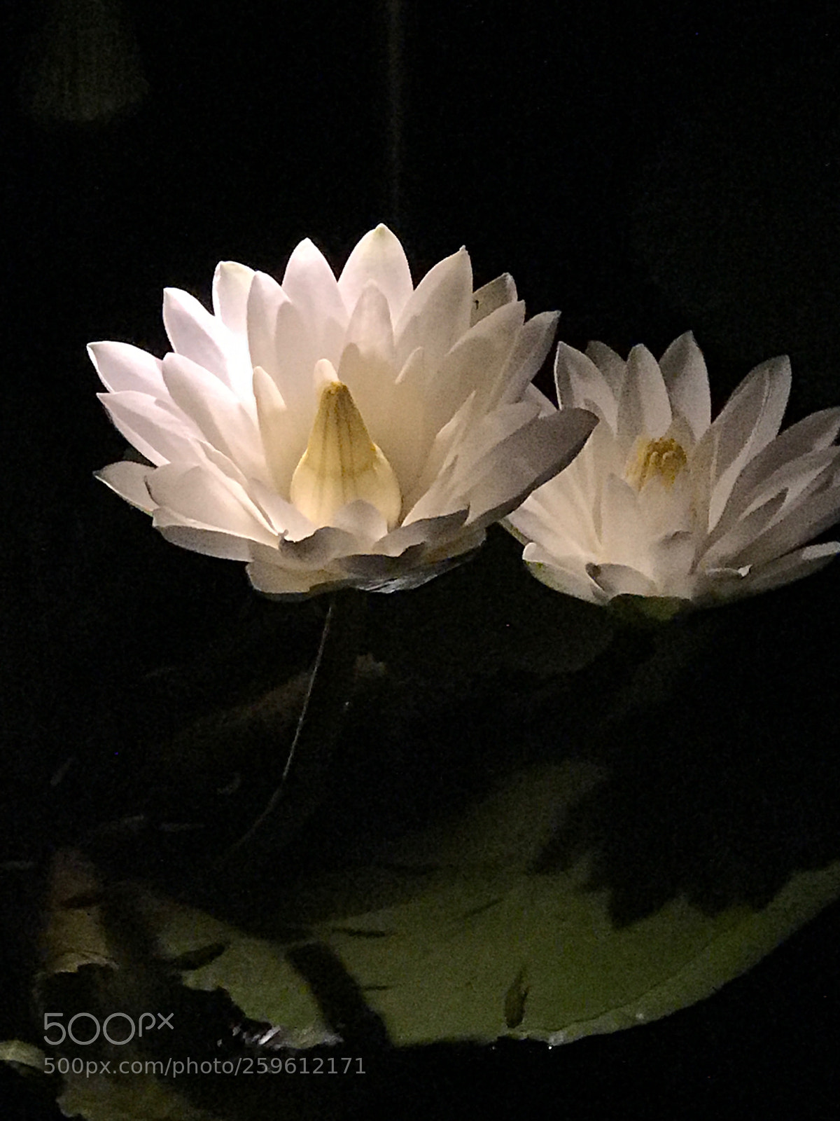 Apple iPhone 7 Plus sample photo. Water lillies at night  photography