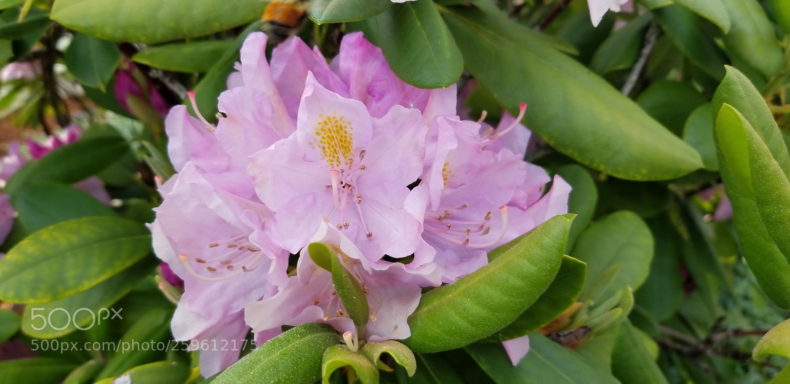 Samsung Galaxy S8+ sample photo. Flower photography