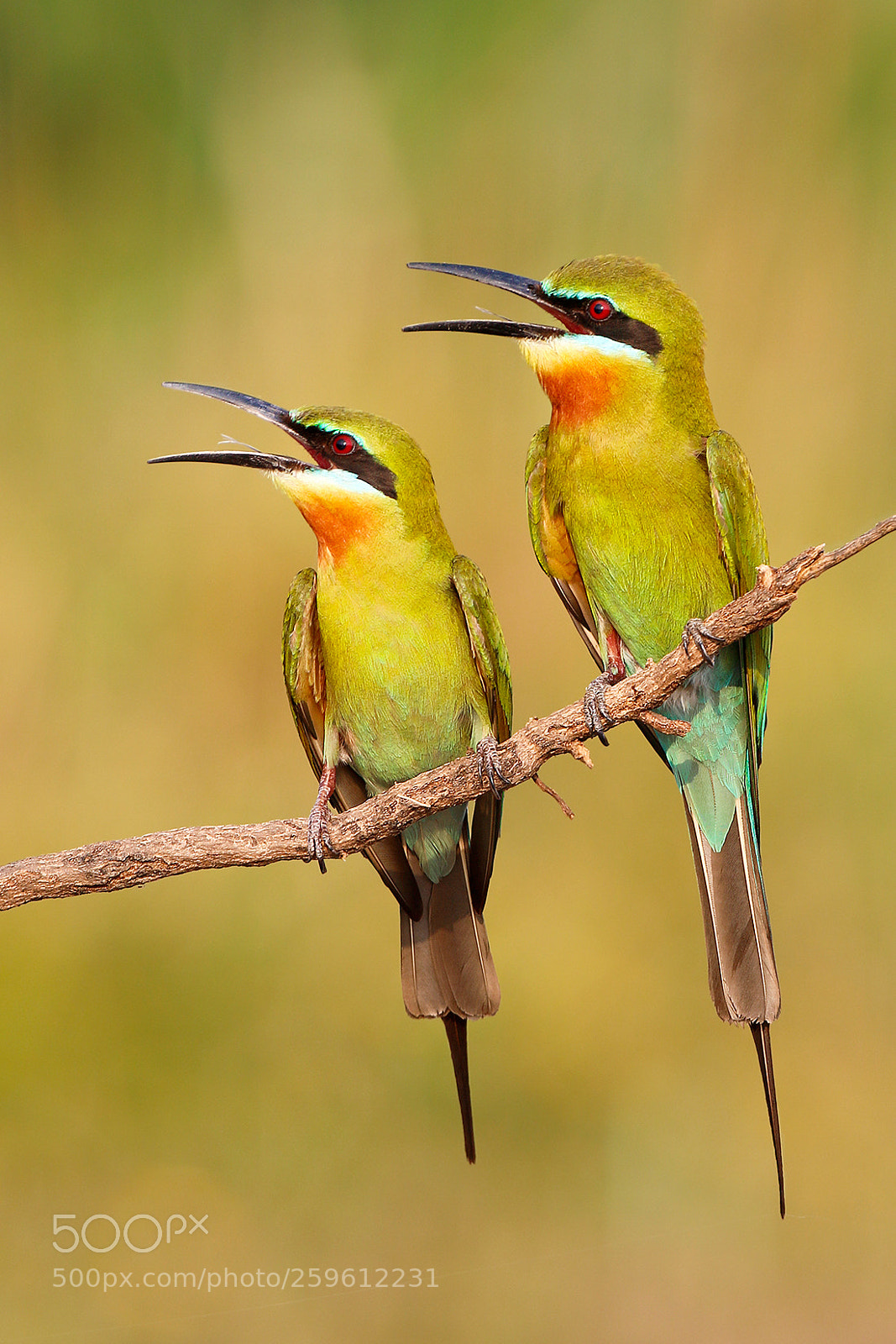 Canon EOS 70D sample photo. Bluetailed beeeaters photography