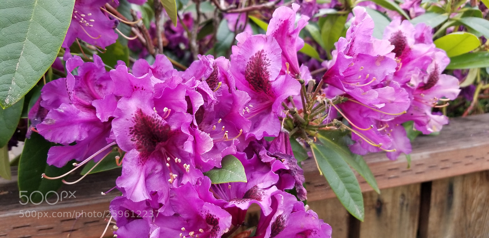 Samsung Galaxy S8+ sample photo. Pink flower photography
