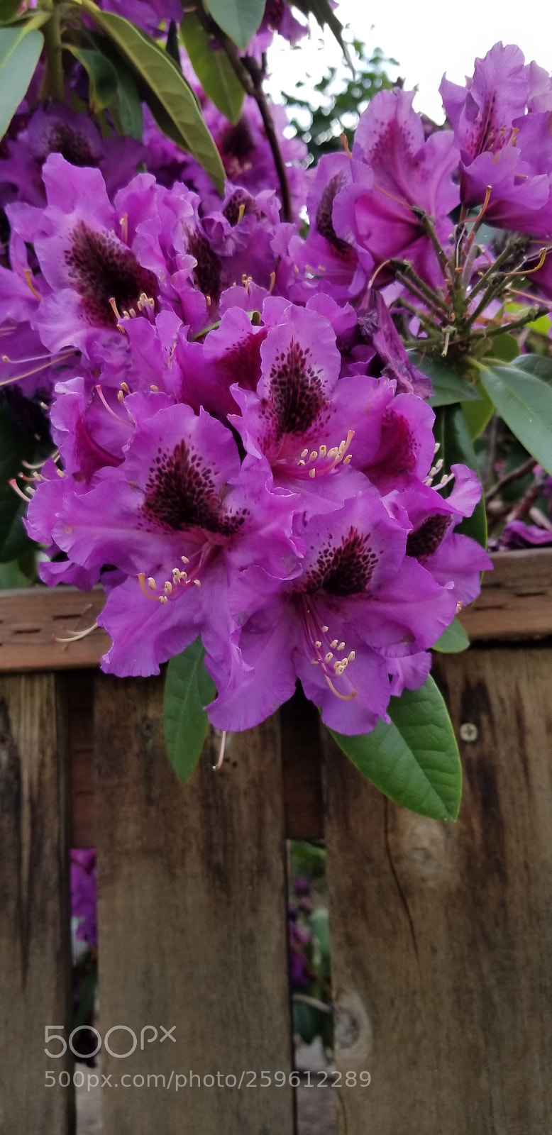 Samsung Galaxy S8+ sample photo. Love flowers when in photography