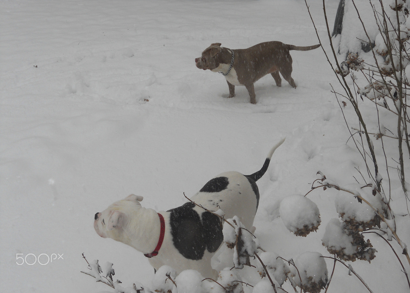 Nikon Coolpix S3000 sample photo. Pudgy and diesel loving the snow photography