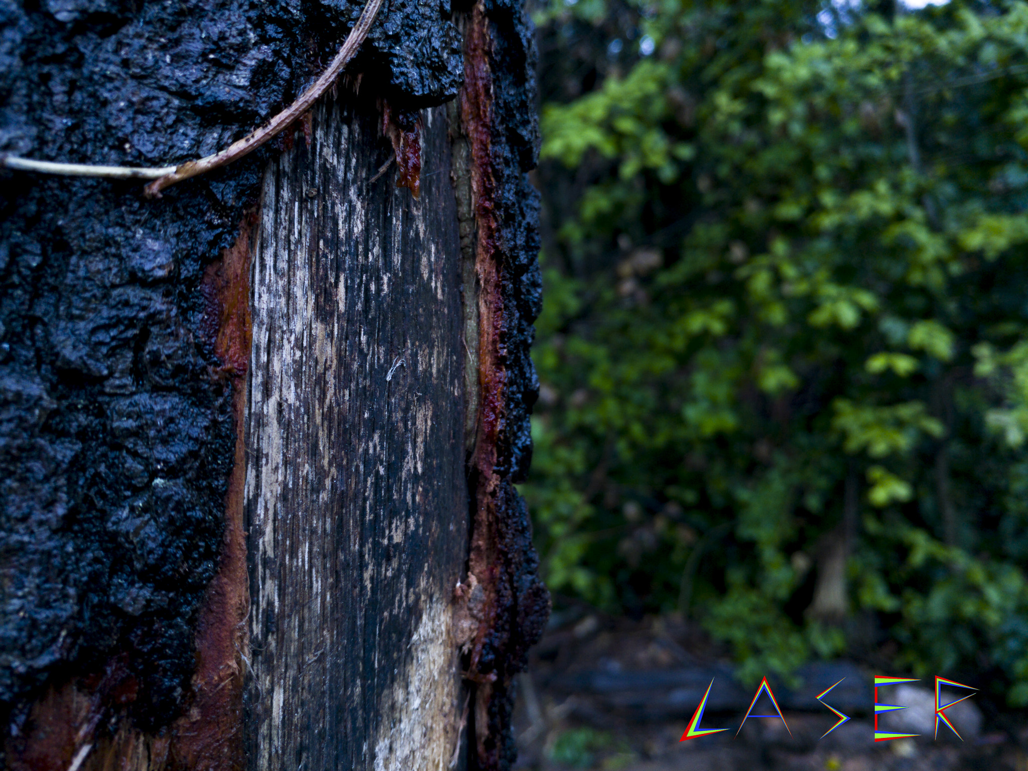 LG V20 sample photo. Tree in the woods photography