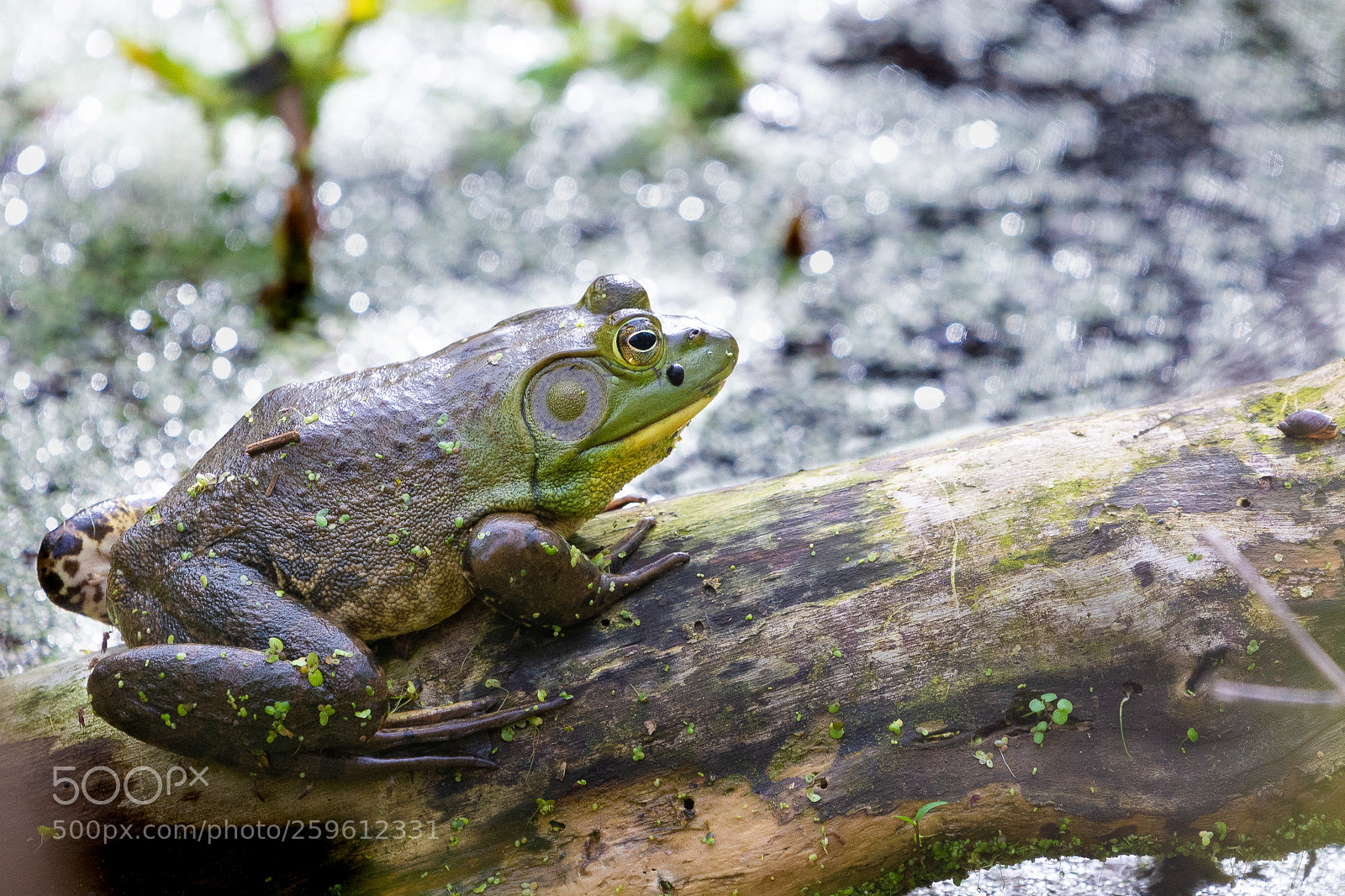 Nikon D610 sample photo. Bull frog photography