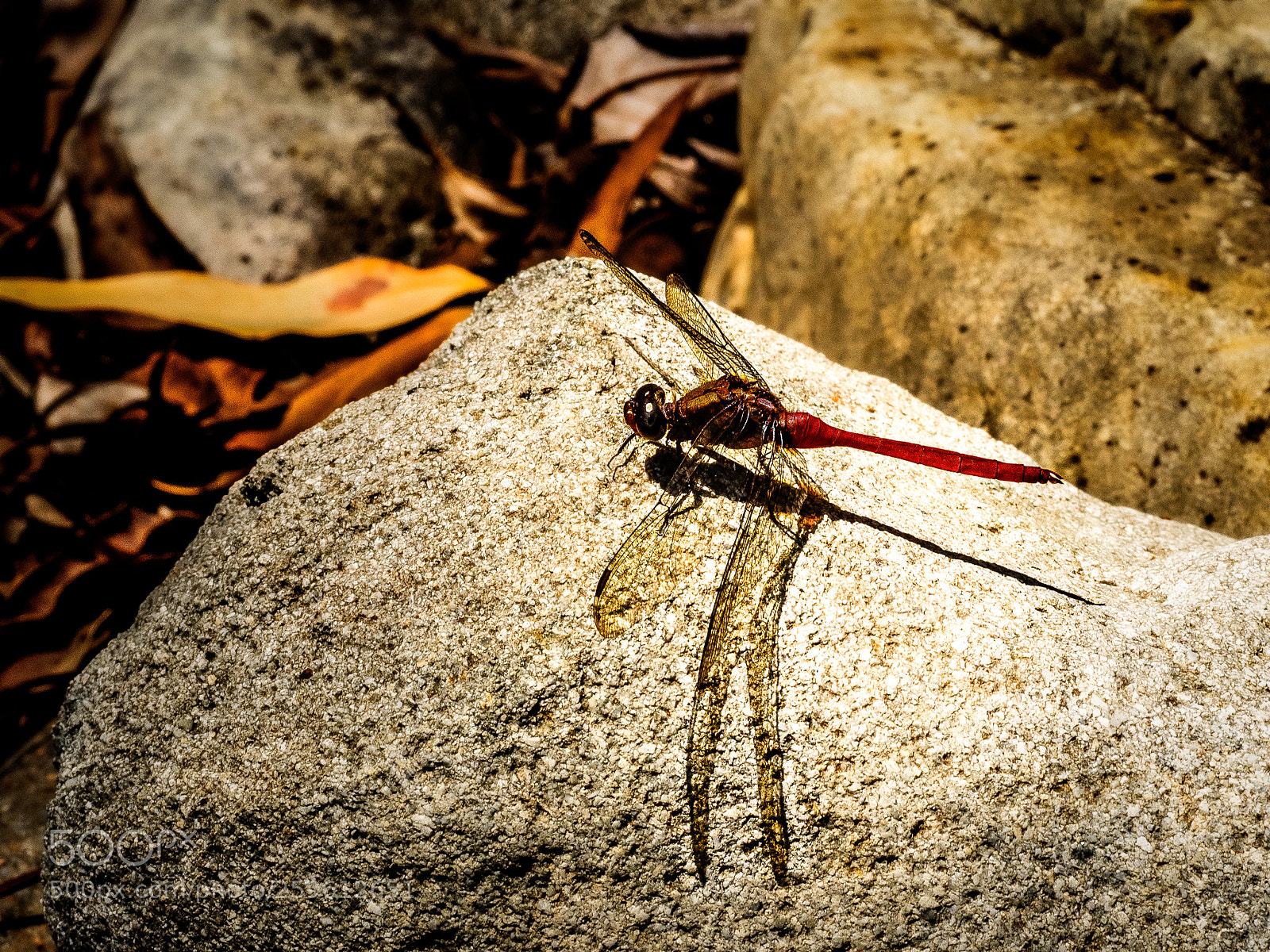 Olympus OM-D E-M1 sample photo. Warming rock photography
