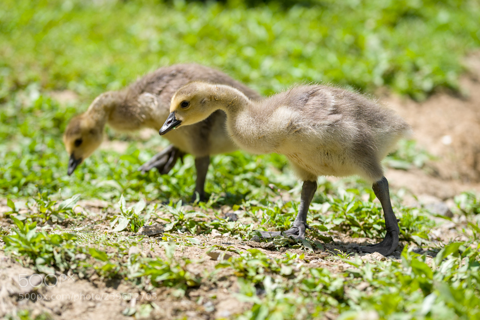 Nikon D500 sample photo. Cutest ducklings photography