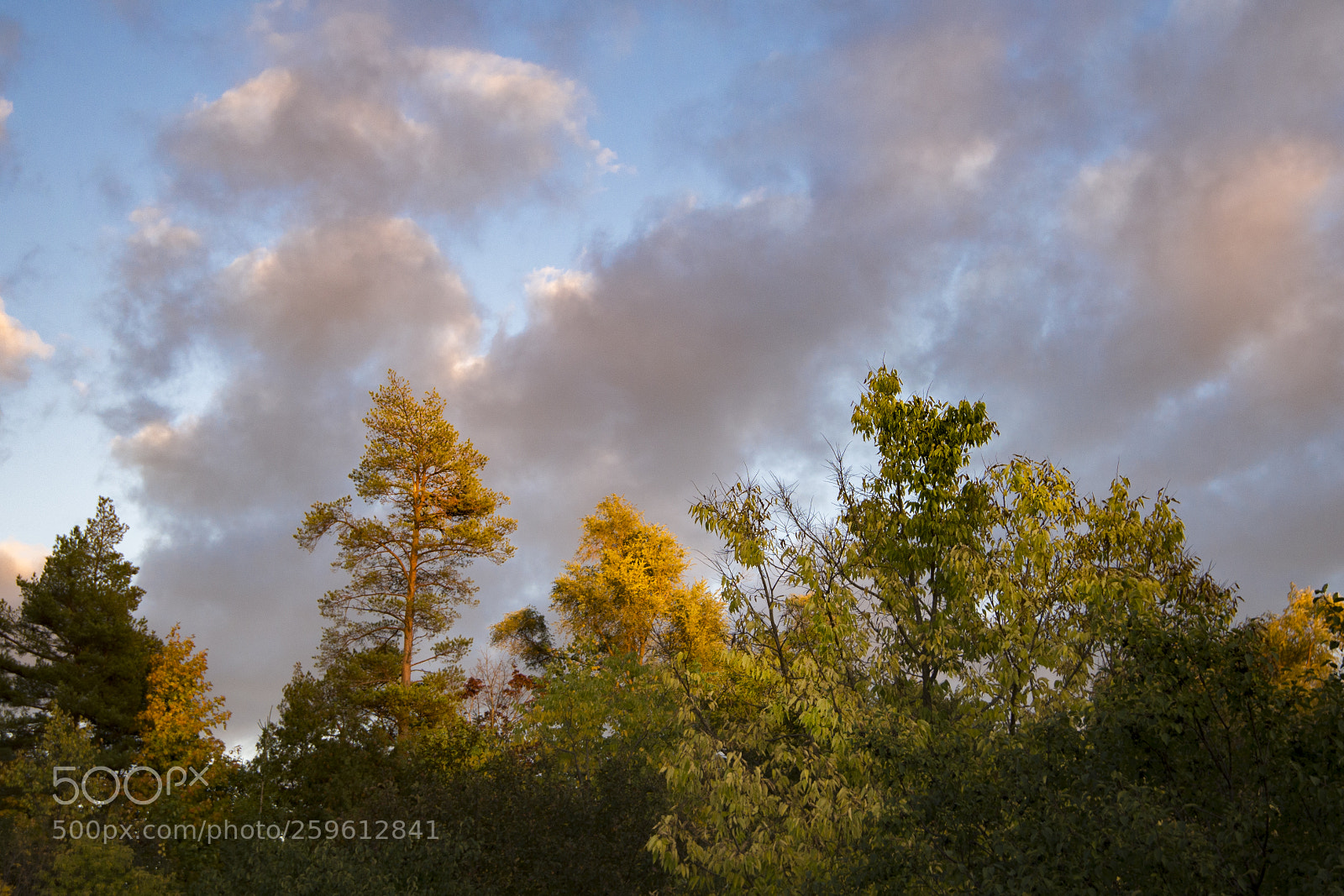 Nikon D610 sample photo. Golden hour treetops photography