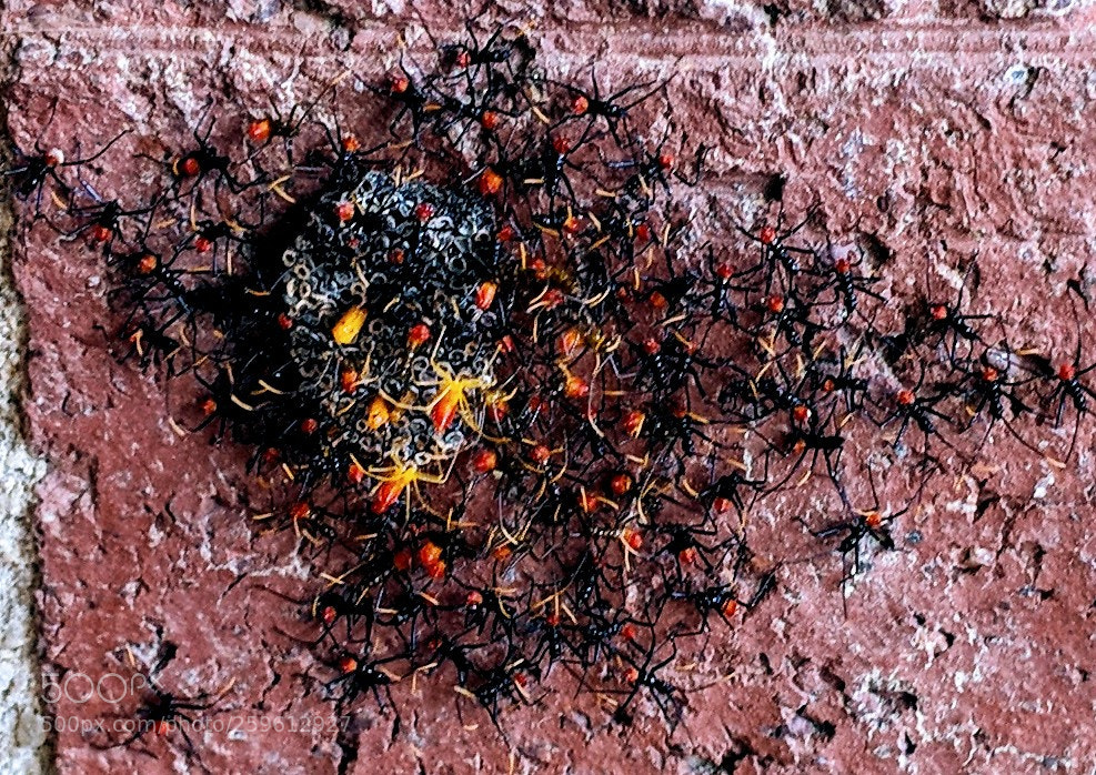 Google Pixel 2 XL sample photo. Creepy crawlies photography
