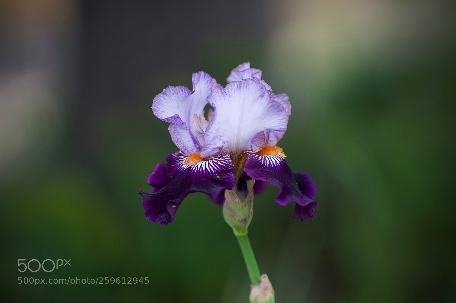 Sony a6000 sample photo. #iris photography