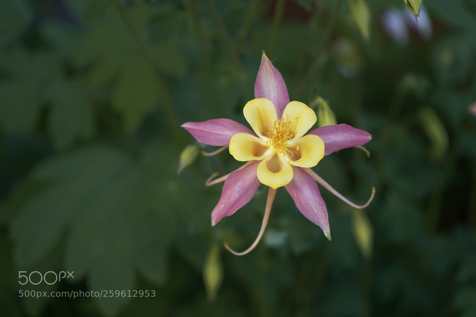 Sony a7 II sample photo. Bloom in me photography