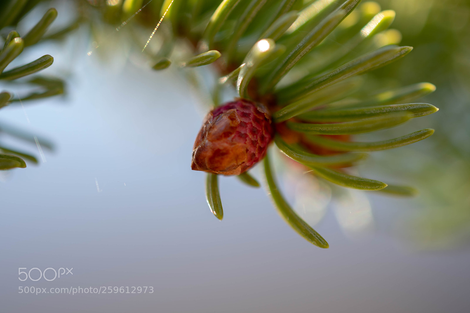 Nikon D7500 sample photo. Floral art photography